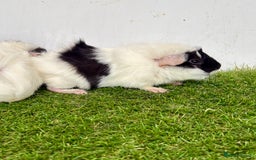 Guinea Pig rodents for sale: Super calm and friendly female guinea pigs  - Image 3