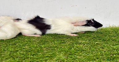 Guinea Pig rodents - Advert 3