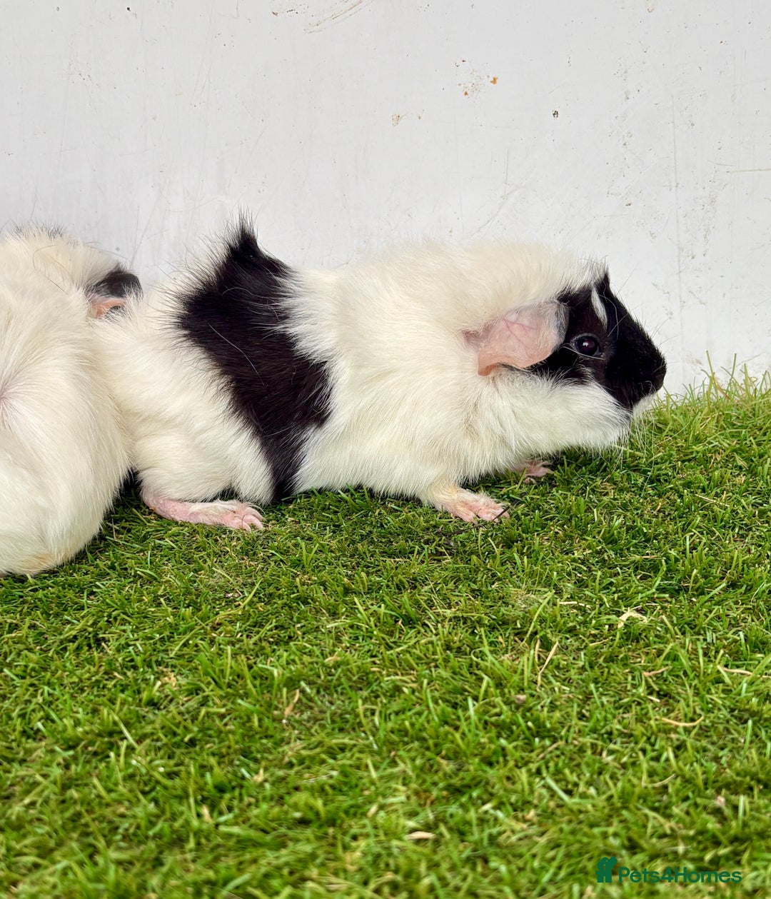 Guinea Pig rodents for sale: Super calm and friendly female guinea pigs  - Image 3