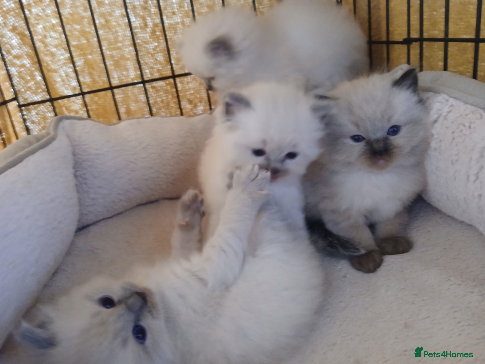 Ragdoll cats GCCF Ragdoll kittens available 28th June.  - Advert 1