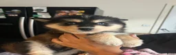 Pomsky dogs for sale: American Line Health Tested F4 Pomskys - Advert 37