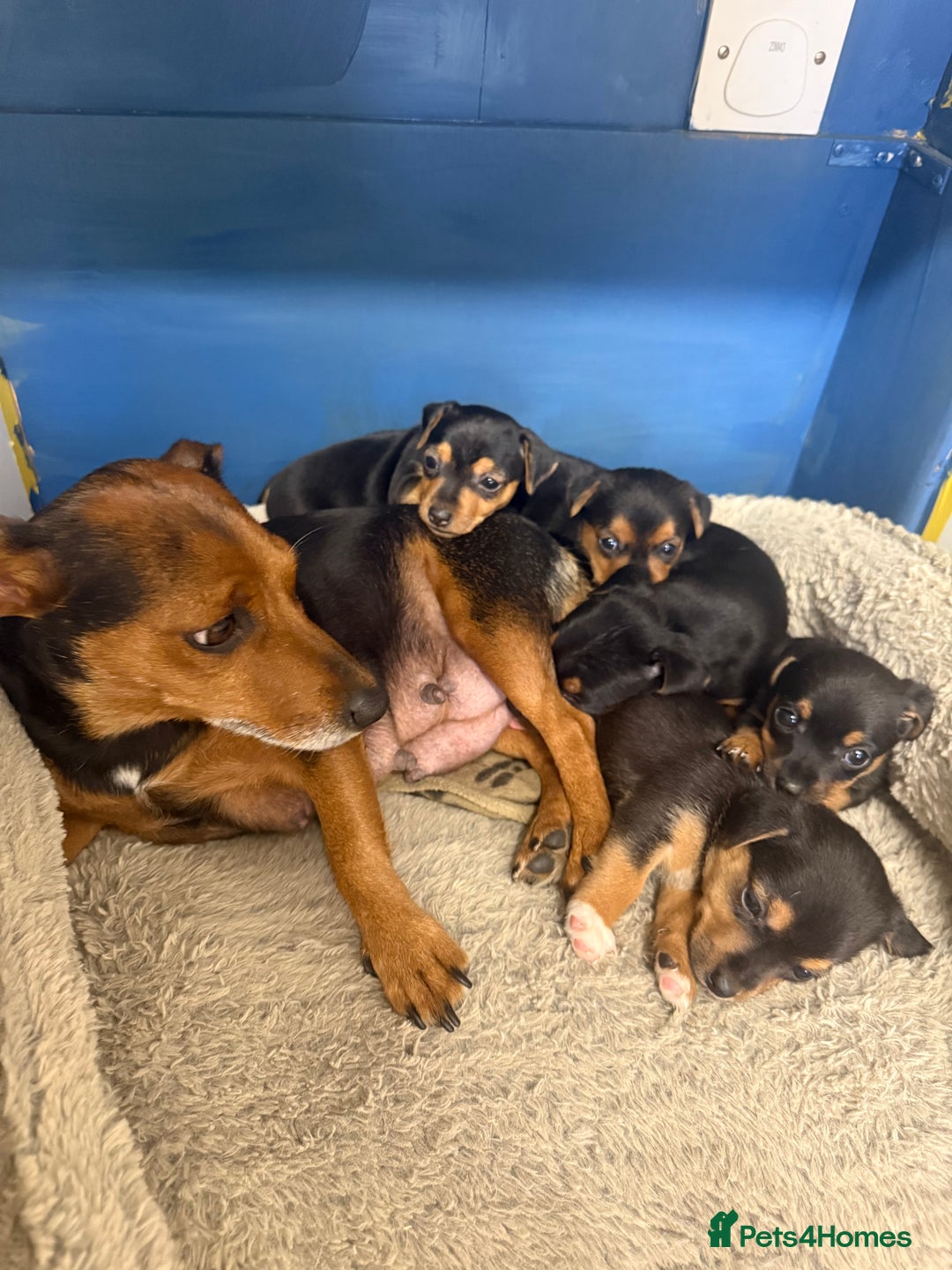 Jack Russell dogs for sale: Black and Tan Jack Russell pups  - Advert 1