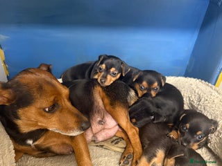 Jack Russell dogs Black and Tan Jack Russell pups - Advert 2