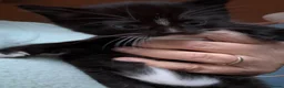Ragdoll cats for sale: Black/white Girl kitten ragdoll cross shorthair in Romsey - Advert 1