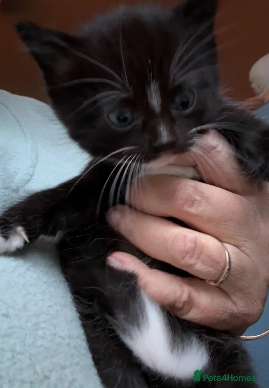 Ragdoll cats for sale: Black/white Girl kitten ragdoll cross shorthair in Romsey - Advert 1