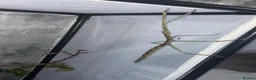 Stick Insects invertebrates for sale: Tirachoidea jianfenglingensis EGGS - Advert 4