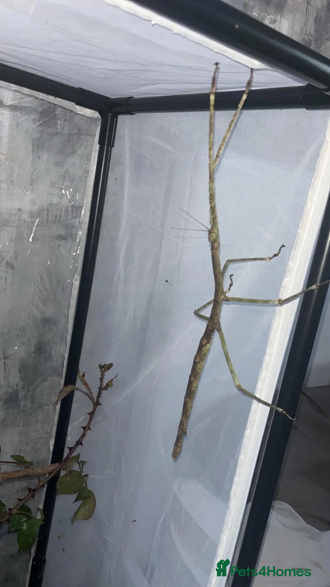 Stick Insects invertebrates for sale: Tirachoidea jianfenglingensis EGGS - Advert 4