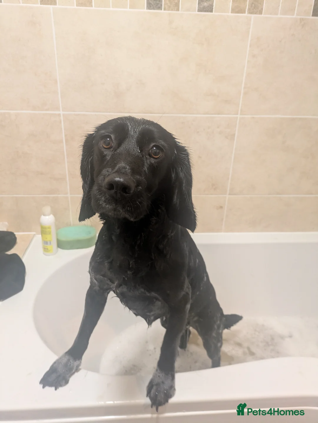 Springador dogs for sale: 3 year old female Springador  - Advert 2