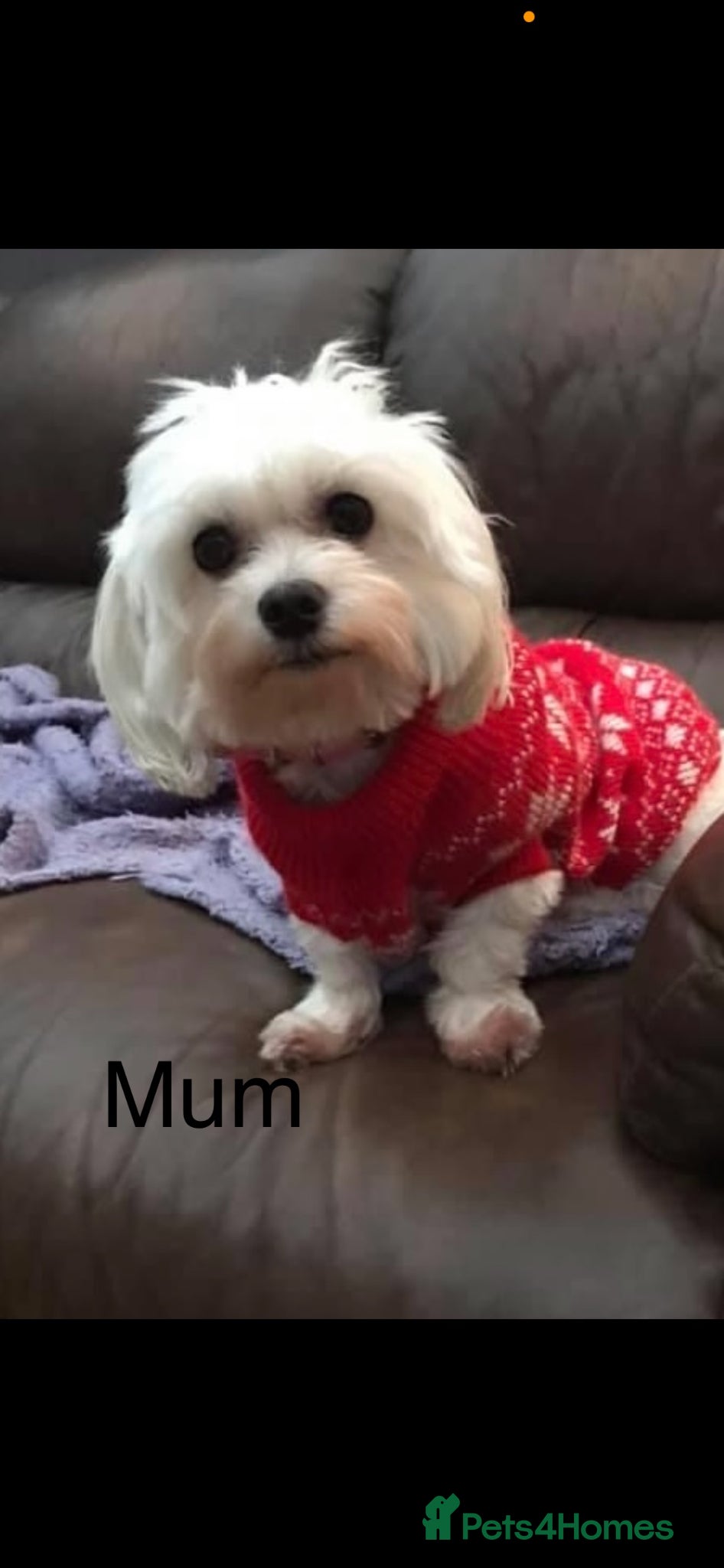 Maltese dogs Maltese puppies 1/2 Korean KC registered  - Advert 1