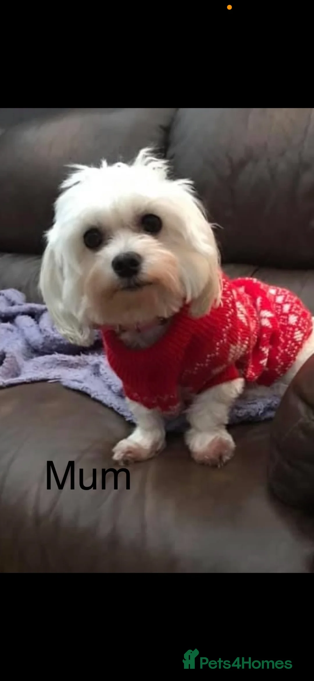 Maltese dogs for sale: Maltese puppies 1/2 Korean KC registered  - Advert 1