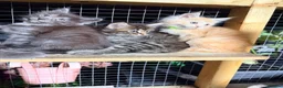 Maine Coon cats for sale: Half Maincoon Kittens  - Advert 6