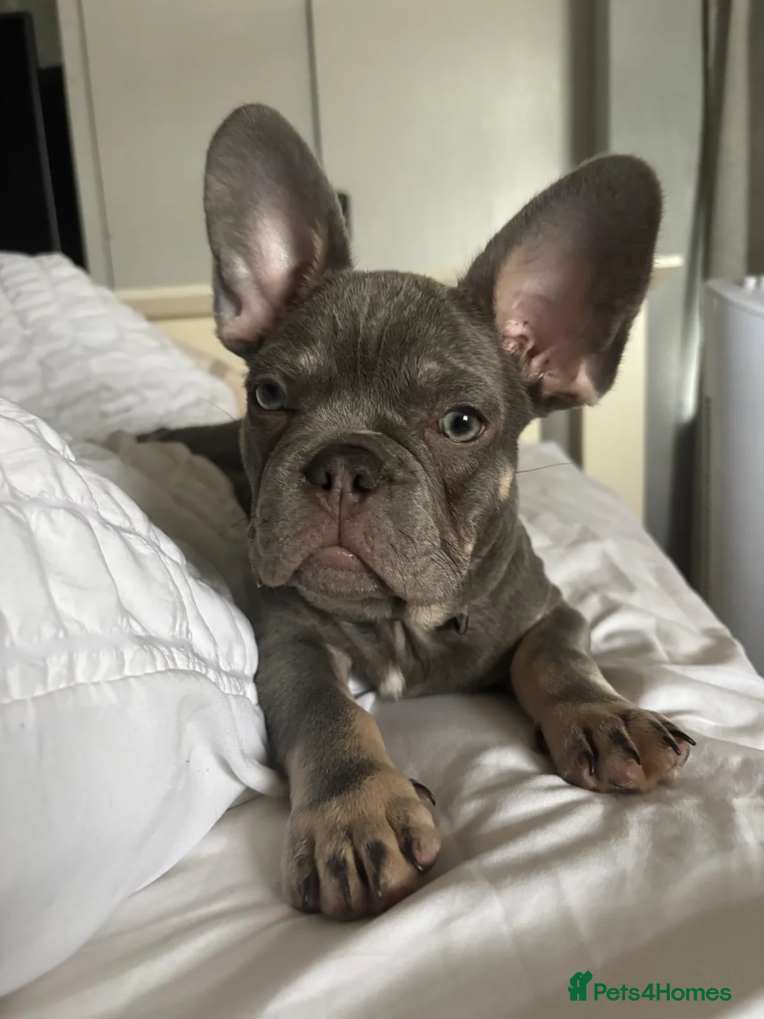 French Bulldog dogs for stud: Champagne/Grey French Bulldog for Stud - Advert 5