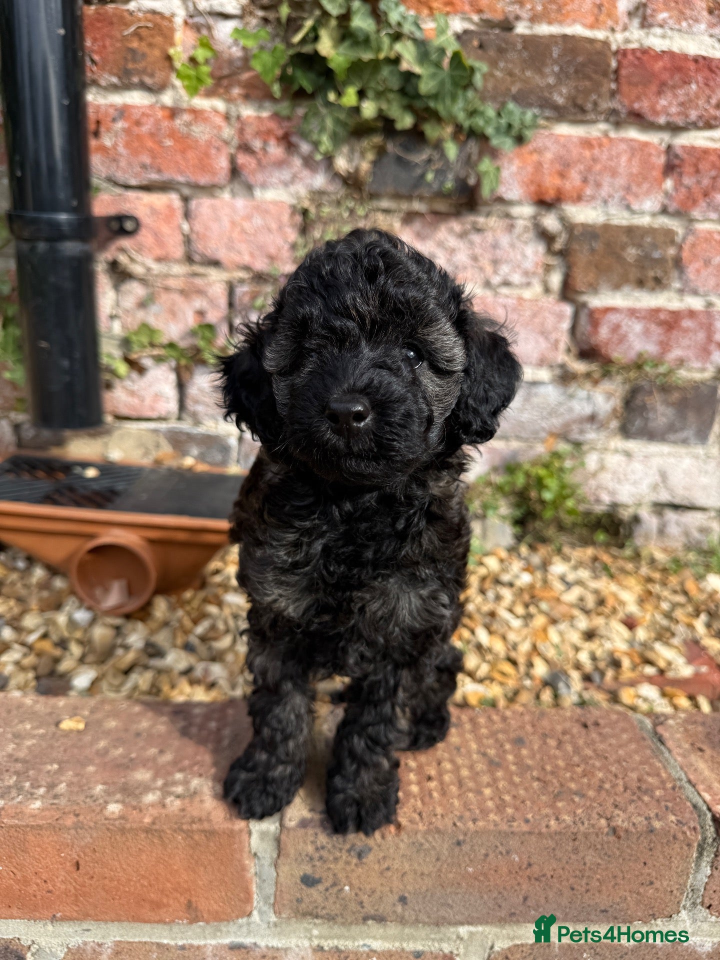 Miniature Poodle dogs 🖤 🐾 Perfect Poodle Puppy 🐾 🖤 - Advert 1