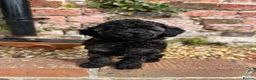 Miniature Poodle dogs for sale: 🖤 🐾 Gorgeous girl available 🐾 🖤 - Advert 11