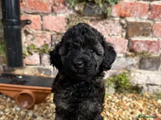 Miniature Poodle dogs 🖤 🐾 Perfect Poodle Puppy 🐾 🖤 - Advert 1