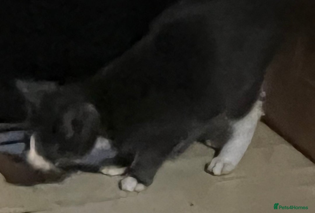 Mixed Breed cats for sale: Munchkin x British shorthair kittens - Advert 32