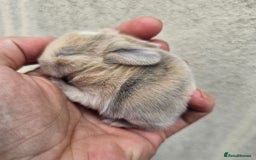 Mini Lop rabbits for sale: Purebred Minilops Available To Reserve - Image 11