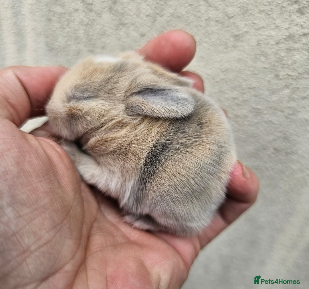 Mini Lop rabbits for sale: Purebred Minilops Available To Reserve - Image 11