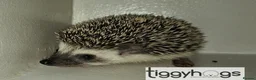 Pygmy Hedgehog rodents for sale: Ready from 9th may - 1 handsome Male - Advert 2
