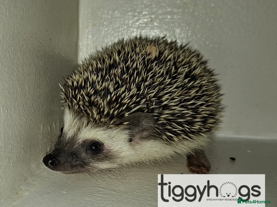 Pygmy Hedgehog rodents for sale: Ready from 9th may - 1 handsome Male - Advert 2
