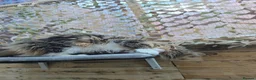 Maine Coon cats for sale: Retired queen black (golden) brown tabby bicolor - Advert 22
