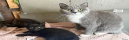 Mixed Breed cats for sale: British short hair mixed breed in Bury - Advert 2