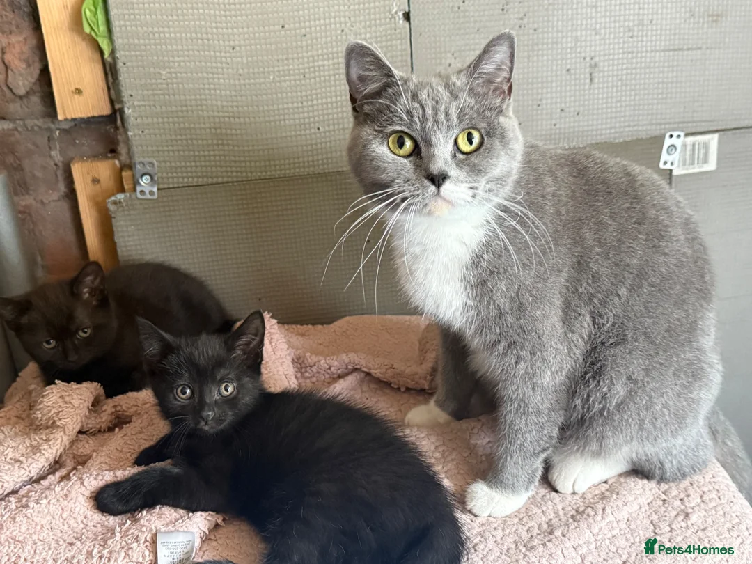 Mixed Breed cats for sale: British short hair mixed breed in Bury - Advert 2