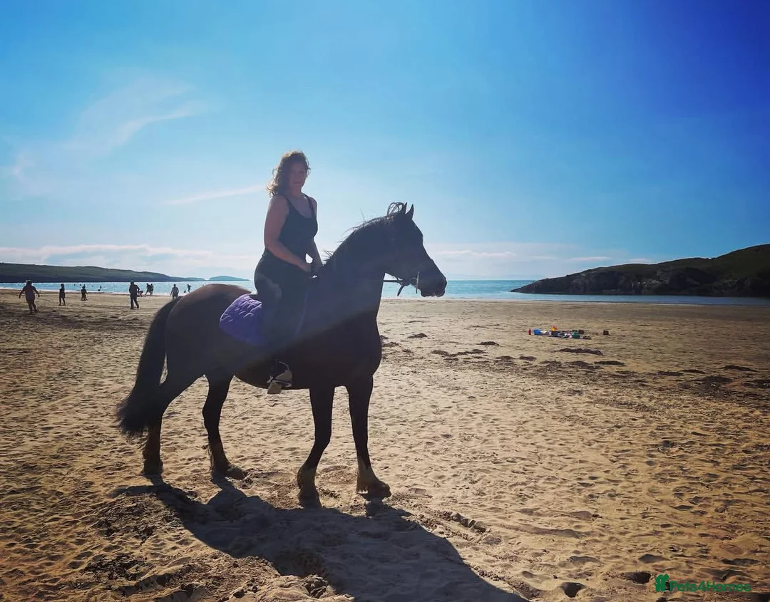 Welsh Section D horses for sale: Beautiful Homebred Welsh Cob Section D Mare - Advert 1