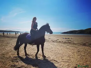 Welsh Section D horses Beautiful Homebred Welsh Cob Section D Mare - Advert 1