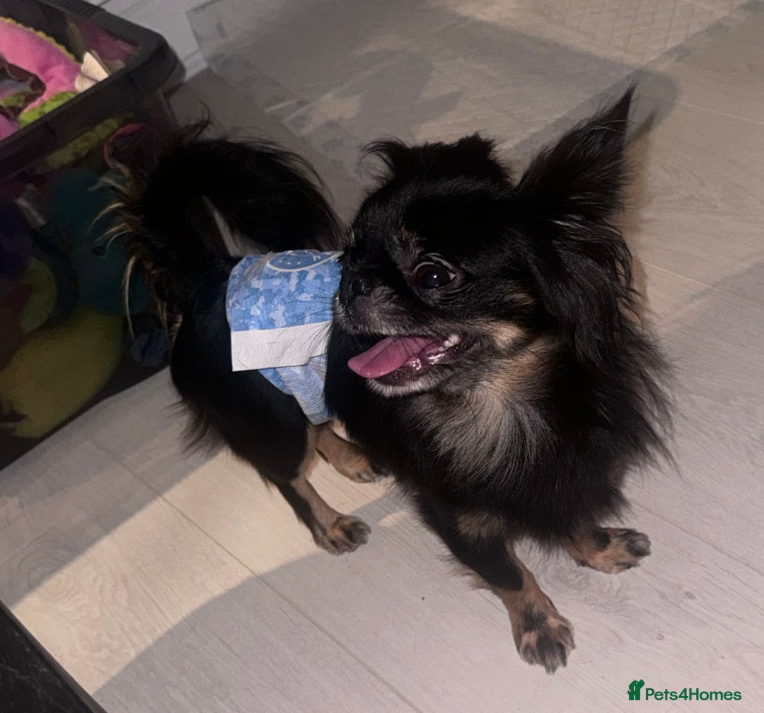 Chihuahua dogs for stud: Russian chihuahua stud - Image 6