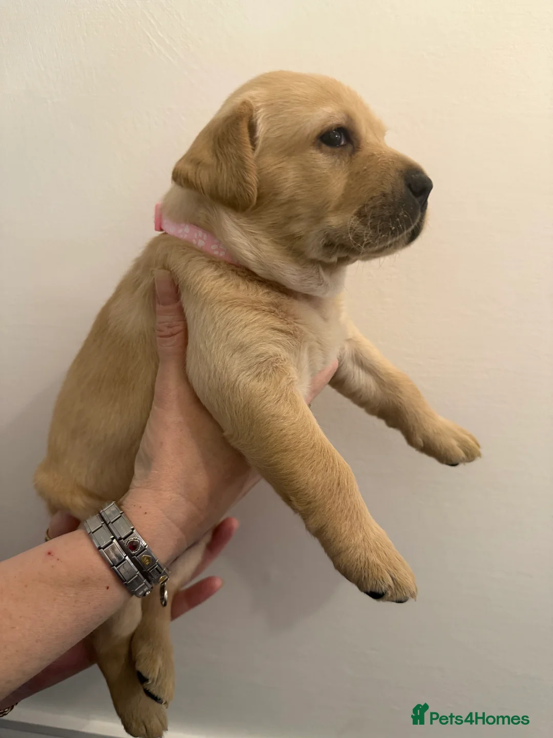 Labrador Retriever dogs for sale: KC Registered Labrador Puppies  - Advert 10