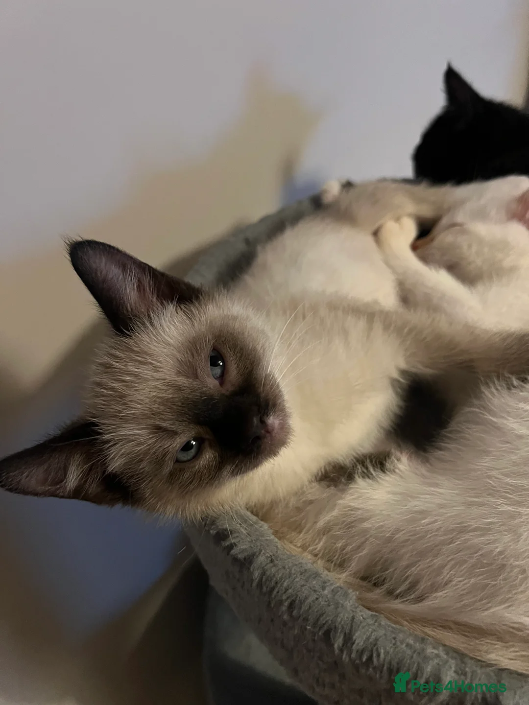 Mixed Breed cats for sale: Mixed Kittens - Advert 16