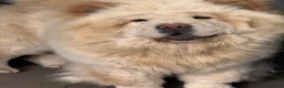 Chow Chow dogs for sale: Platinum chow chow  - Advert 2