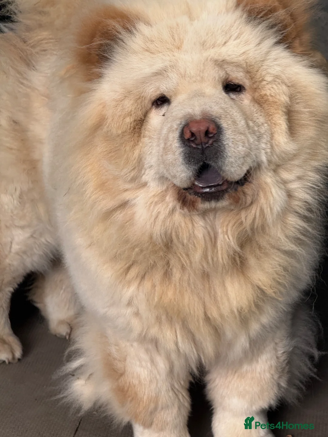 Chow Chow dogs for sale: Platinum chow chow  - Advert 2