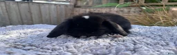 Mini Lop rabbits for sale: Stunning mini lops  - Advert 11