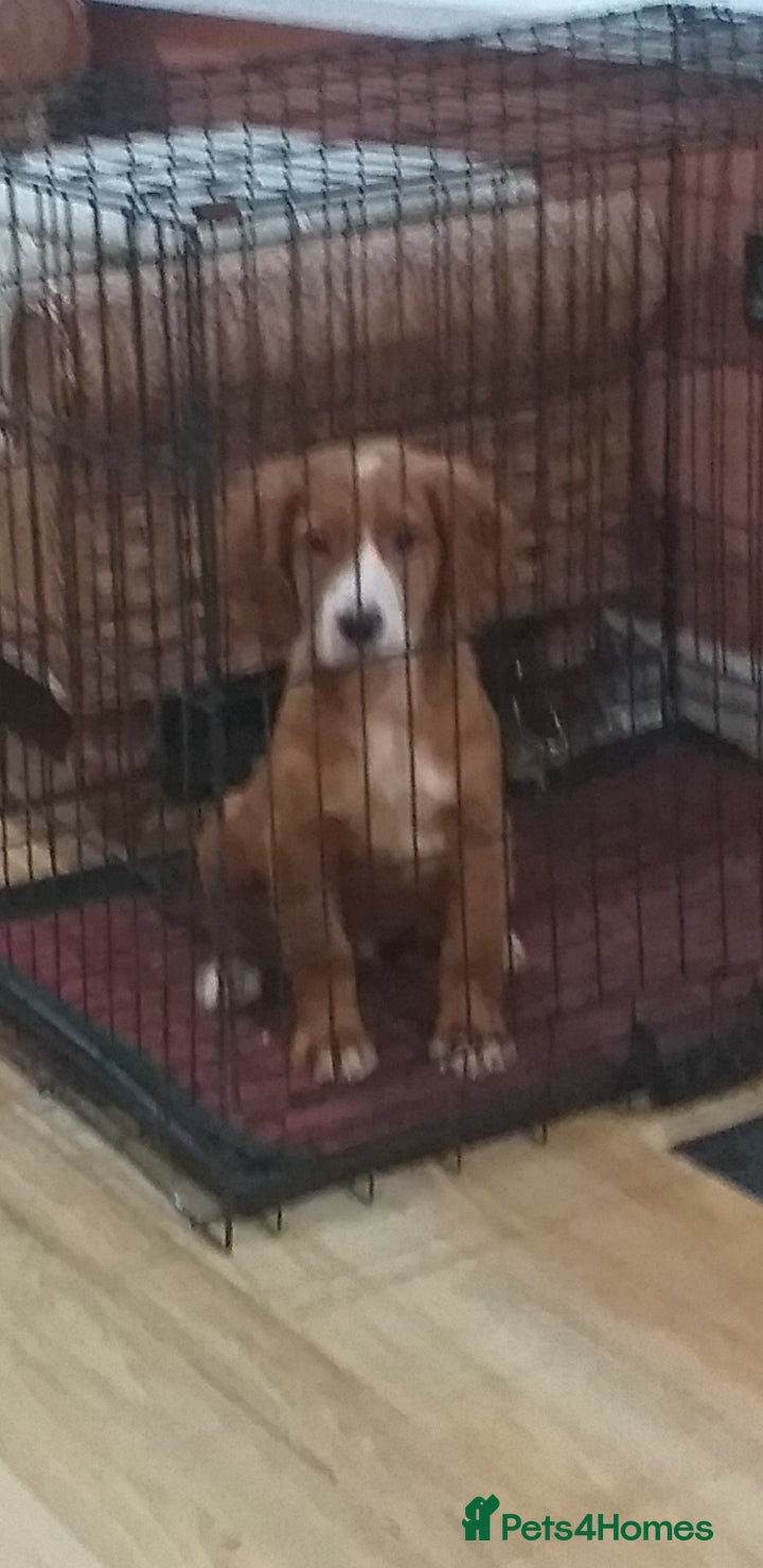 Cocker Spaniel dogs Red cocker spaniel boy  - Advert 6