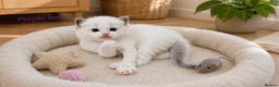 Ragdoll cats for sale: Stunning Ragdoll Kittens – Boys Only  - Advert 6