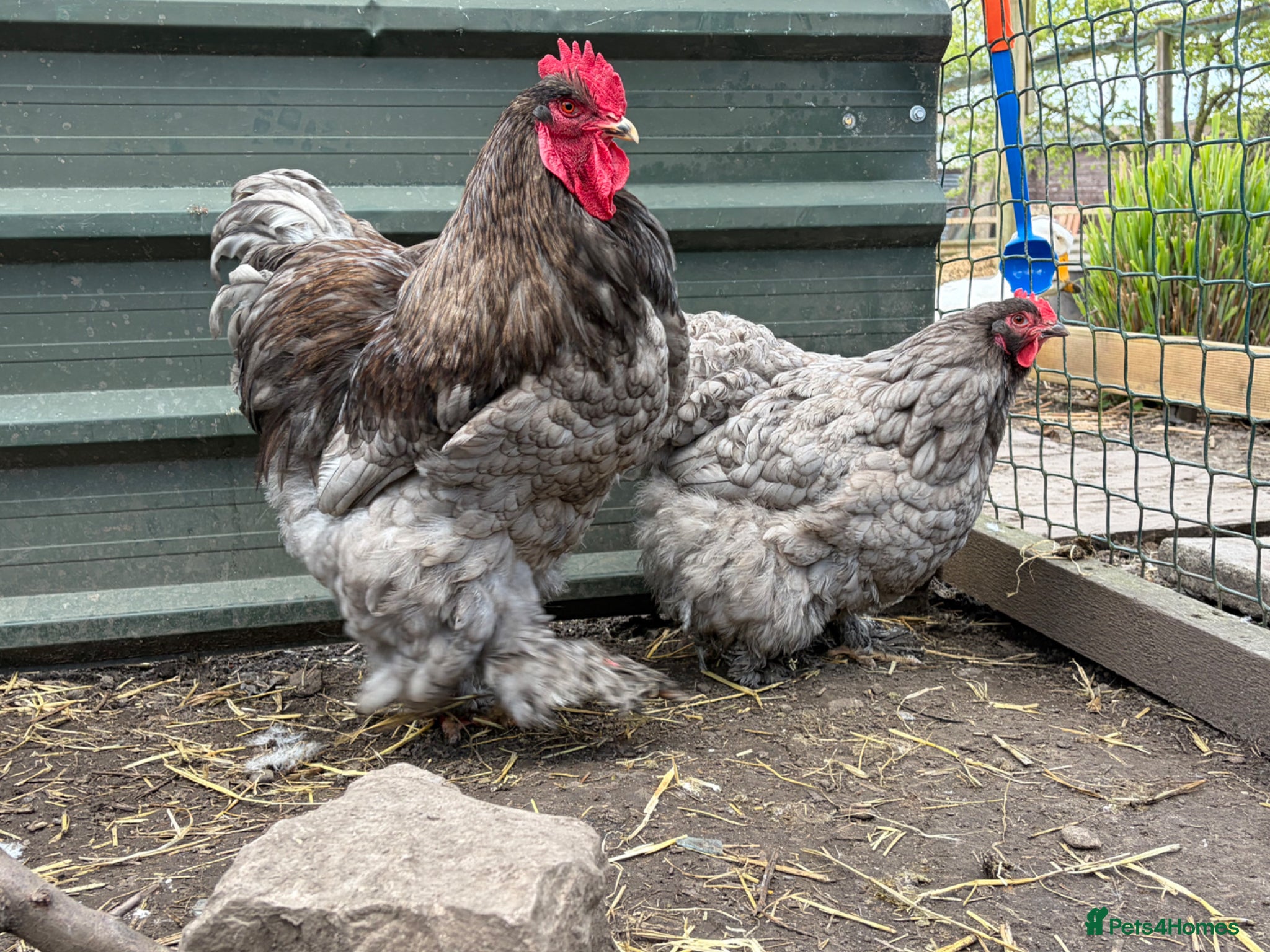 Chickens poultry Various Rare Breed Cochin Chickens gentle giants - Advert 1