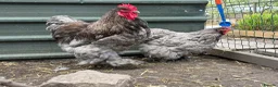 Chickens poultry for sale: Various Rare Breed Cochin Chickens gentle giants - Advert 1