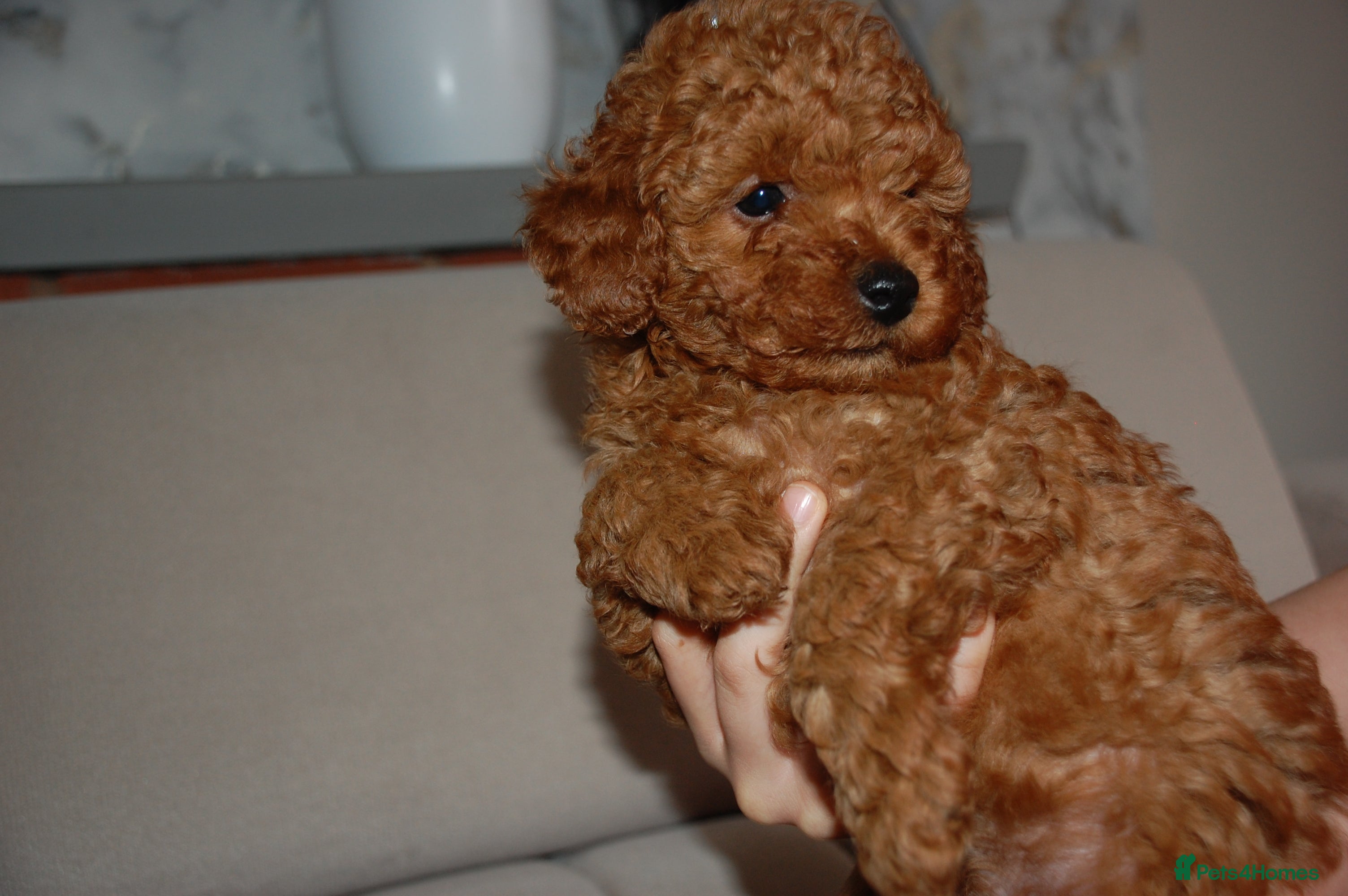 Toy Poodle dogs Beautiful solid red KC toy poodle - Advert 2