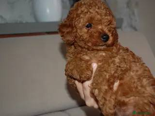 Toy Poodle dogs Beautiful solid red KC toy poodle - Advert 5