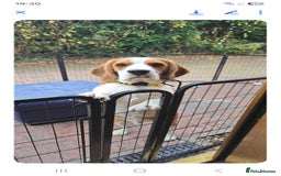 Mixed Breed dogs for sale: Beagle bocker puppy - Image 6