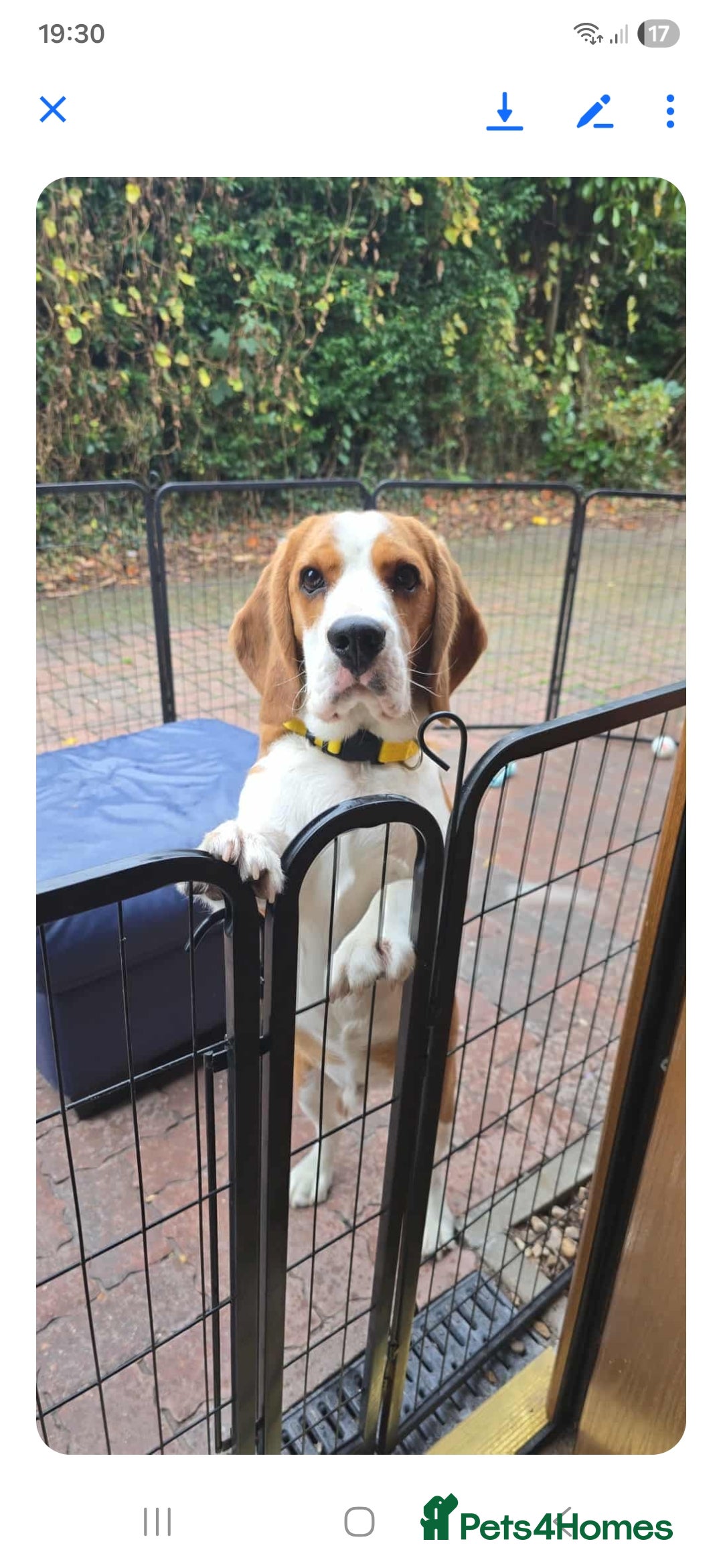 Mixed Breed dogs for sale: Beagle bocker puppy - Image 6