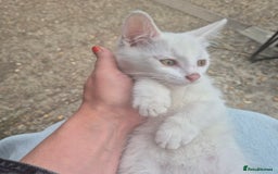 British Shorthair cats for sale: Two beautiful BSH kittens  - Image 23