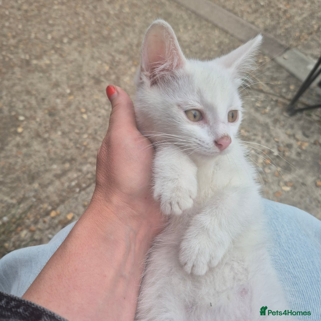 British Shorthair cats for sale: Two beautiful BSH kittens  - Image 23