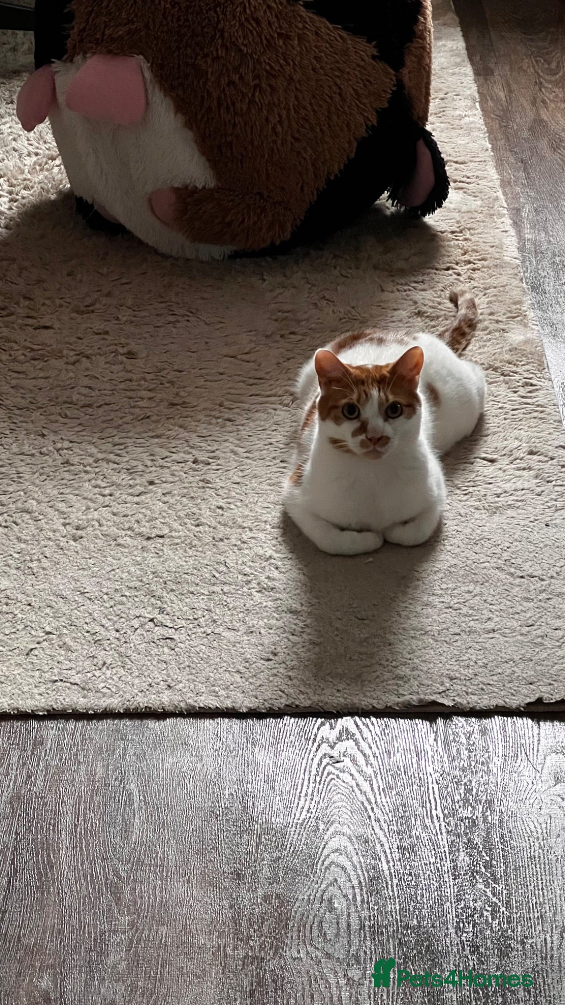 Mixed Breed cats Male Indoor Cat Needs Rehoming  - Advert 6