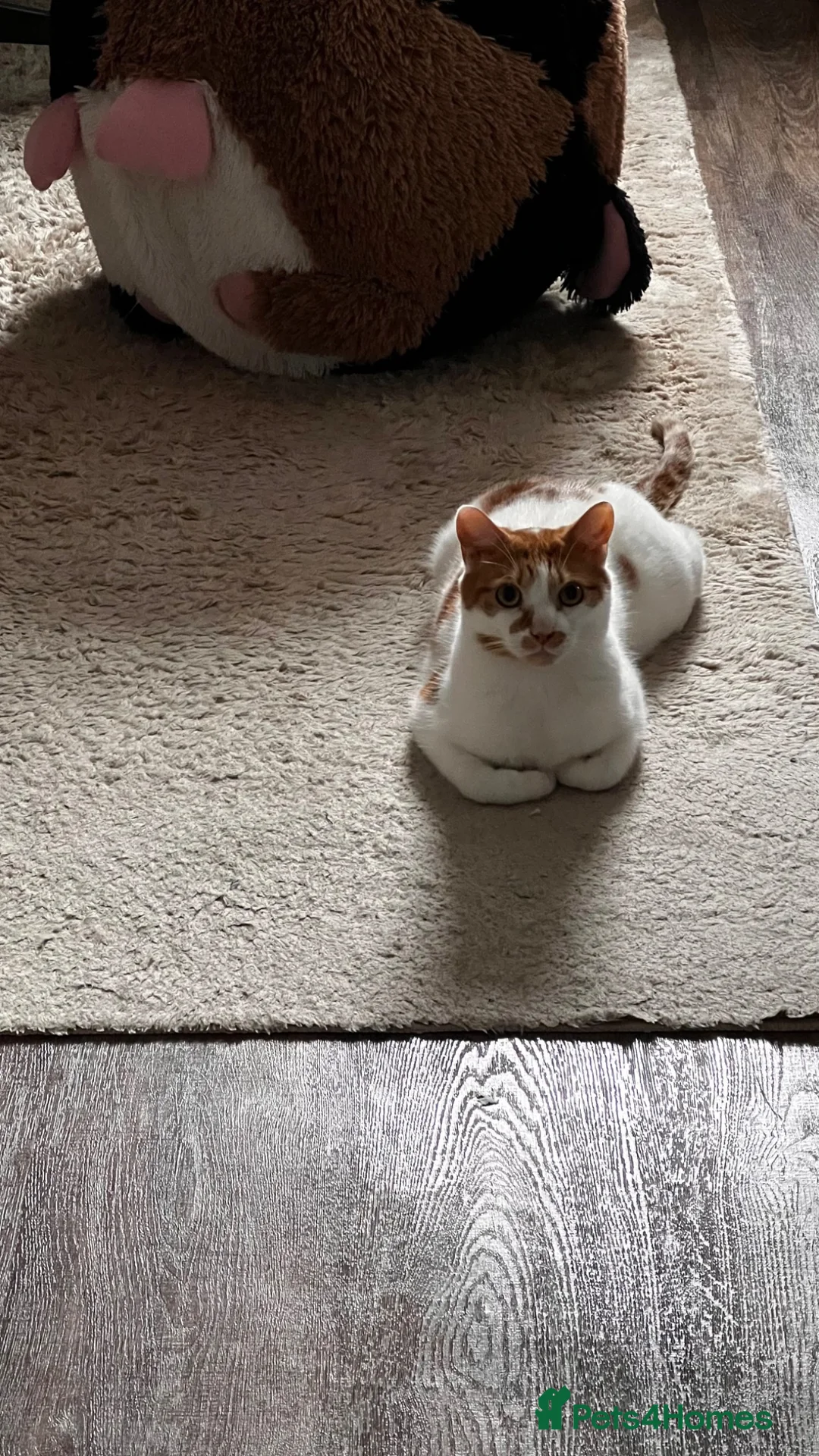 Mixed Breed cats for sale: Male Indoor Cat Needs Rehoming  - Advert 1