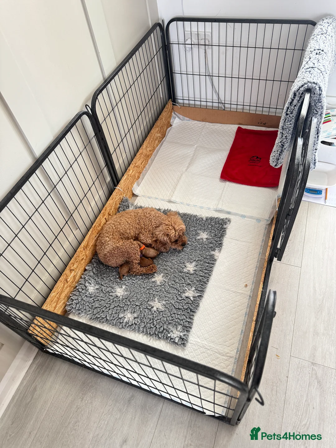 Cavapoo dogs for sale: Premium TOY F1BB TEDDY cavapoo - Advert 5
