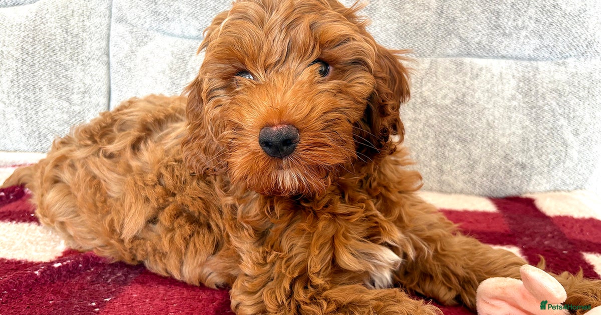 Stunning fox red cavapoo boy last left🩷 for sale in Eastleigh | Pets4Homes