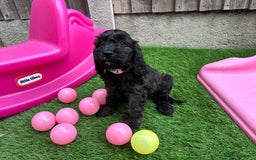 Cockapoo dogs for sale: COCKERPOO’S READY TO LEAVE NOW!  - Image 21